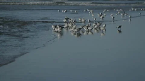 Snowy plover Stock Footage