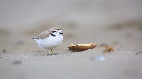 Snowy Plover Sand Blowing Stock Footage 129520568