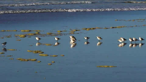 Snowy Plover, a small sandpiper, on the beach. Vidéo 234675889
