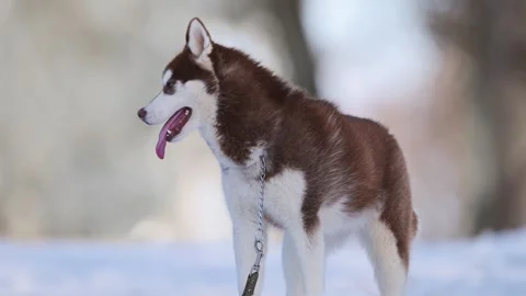 Snowy portrait of a brown husky with mismatched eyes, shot in 4K slow motion. Stock Footage 293742353