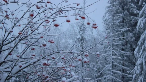 Snowy red berries. Stock Footage 71646924
