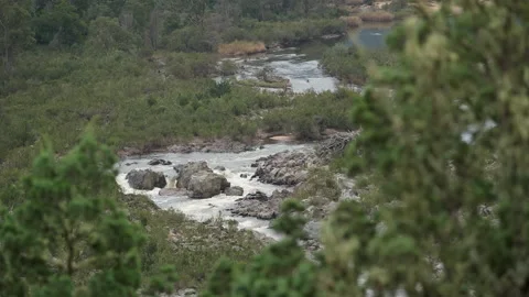 Snowy River Calmly Flows Through Kosciuszko Park Between Out of Focus Tree Vídeos de archivo 196961771
