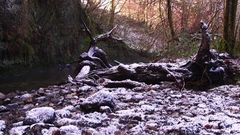 Snowy river with fallen tree Stock Footage 158365755