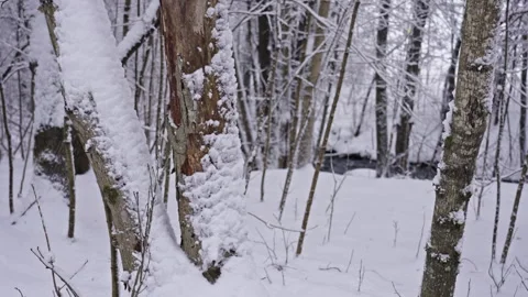 Snowy river winding through a winter forest. Version 3 Stock Footage 298658761
