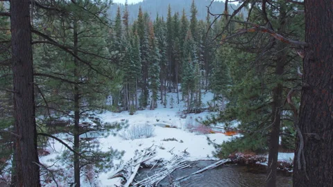 Snowy river in winter, pan left then up to pine forested ridge Stock Footage 172972304