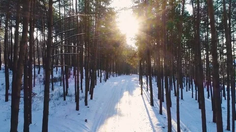 Snowy road in forest. 스톡 동영상 84995549