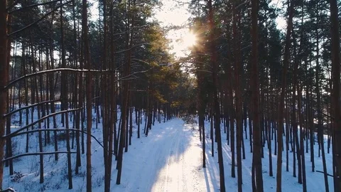 Snowy road in forest. Video stock 85161264