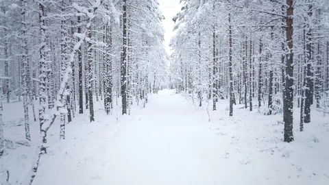 Snowy road in forest moving backwards Stock Footage