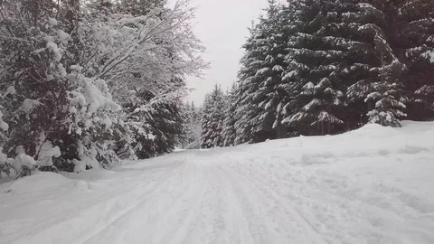 Snowy road in forest moving forwards 動画素材 101438827