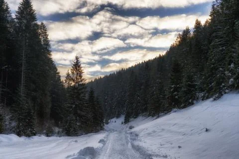 Snowy road in forest Stock Photos