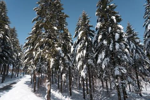 Snowy road pathway with pine tree along the street on winter. Stock Photos