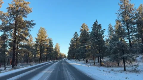 Snowy Road In Pine Forest Stock Footage 278190622