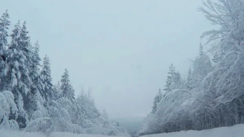 Snowy road surrounded by pine trees Stock Footage 97736630