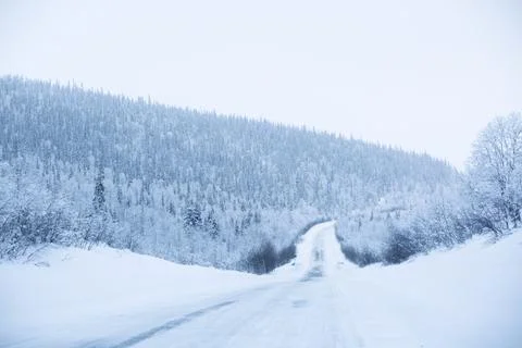 Snowy road surrounded by pine trees Stock Photos