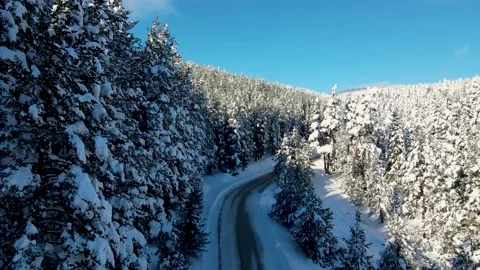 Snowy road through trees and forest Stock Footage 147517809