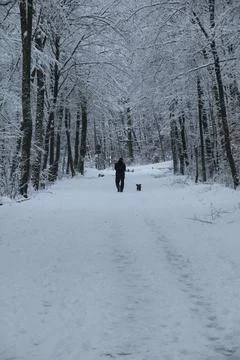 A Snowy road through a wintry forest Stock Photos