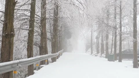 Snowy road winds through a forest of frost covered trees in winter Stock Footage 311820214