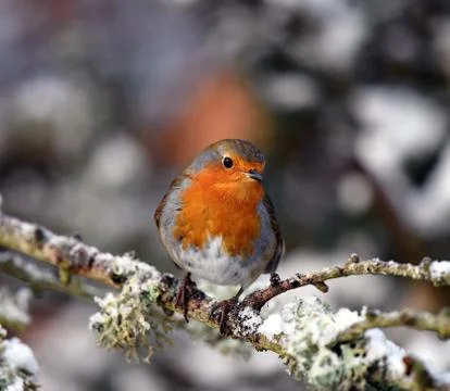 Snowy Robin Фото