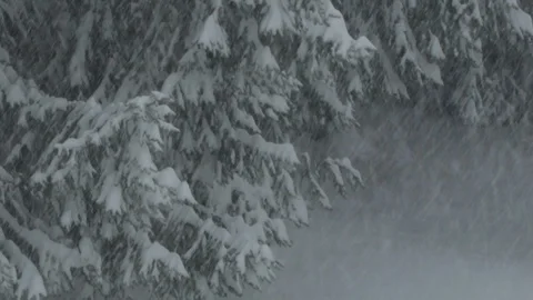Snowy scene, evergreen tree Video stock 87478993