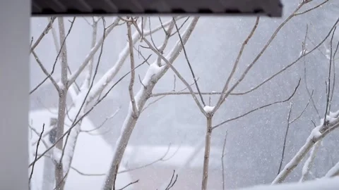 Snowy scene with a tree covered in snow Stock Footage 308872182