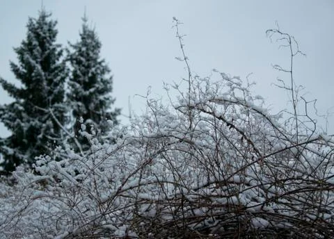 Snowy scrub Foto stock