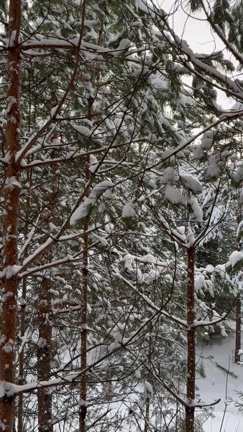 Snowy Serenity: Pine Branches in Winter's Embrace 4K, 60 FPS 스톡 동영상 264464833