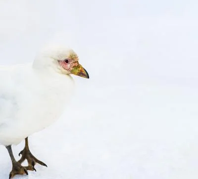 Snowy sheathbill Stock Photos