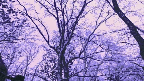 Snowy Sky And Winter Trees At Snow Wind On The Front Viewing In Violet Stock Footage 90908892
