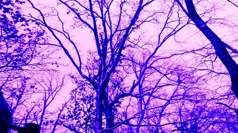 Snowy Sky And Winter Trees At Snow Wind On Front Viewing In Pink Violet Stock Footage 90908899