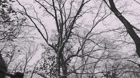 Snowy Sky And Winter Trees At Snow Wind On Front Viewing In Monochrome Stock Footage 90908904
