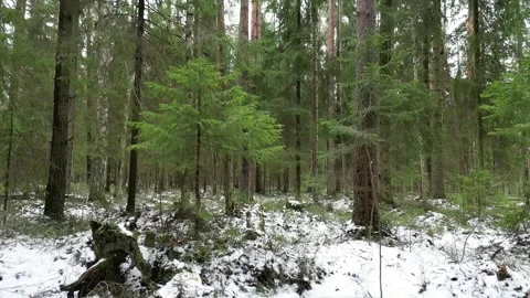 Snowy spring forest Stock Footage 271330374