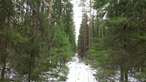 Snowy spring forest Stock Footage 271334290