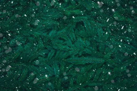 Snowy spruce branches background Stock-Fotos