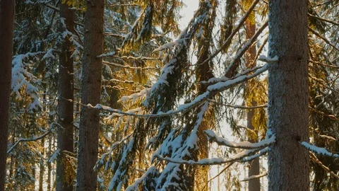 Snowy spruce branches in evening sunlight Stock Footage 100571625
