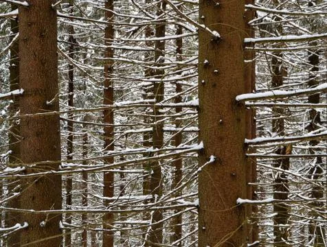 Snowy spruce the branches Stock Photos