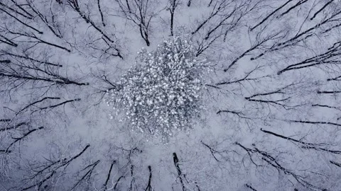 Snowy spruce in the center of leafless trees Stock Footage 231034909