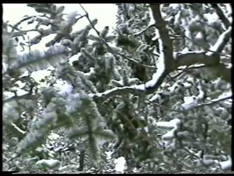 Snowy Spruce Stock Footage 343697139