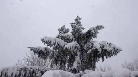 Snowy spruce in the forest in 4K. Stock Footage 129972848