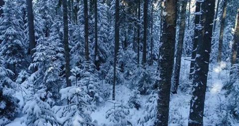 Snowy spruce forest in Estonia Stock Footage 148121410