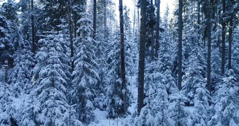 Snowy Spruce forest in Estonia Stock Footage 148121832