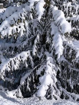 Snowy spruce Stock Photos