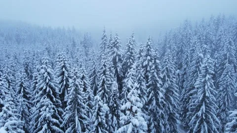 Snowy Spruces Stock Footage 214389992