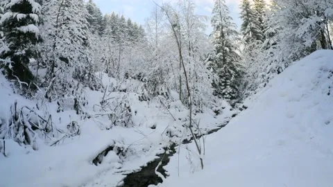 Snowy stream and pine forest in The Carpathians, Ukraine - 4K Timelapse, Wide Stock Footage 172551565