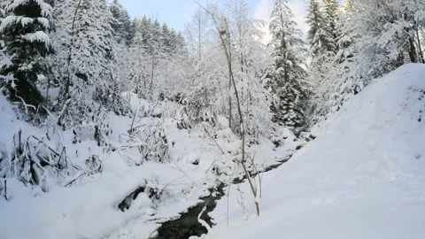Snowy stream and pine forest in the Carpathians, Western Ukraine - 4K 60fps Stock Footage 172551745