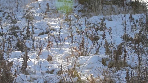 Snowy sunrise Stock Footage 79576787