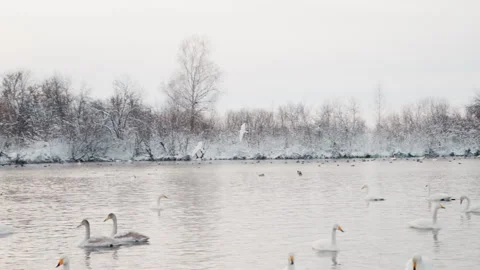 Snowy swan lake under falling snow, thin birch silhouettes, icy shore, silver Stock Footage 335546096