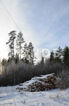Snowy timber stack Stock Photos