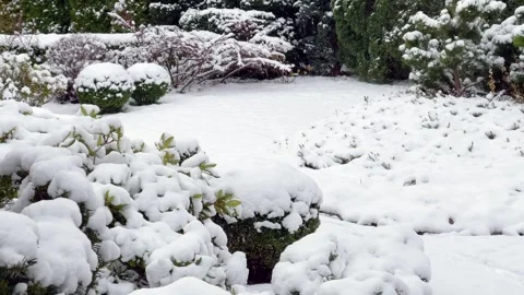 Snowy topiary plants and trees covered with snow in winter garden. Landscaping Stock Footage 294873436