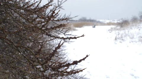Snowy trail besides a bush Stock Footage 86860378