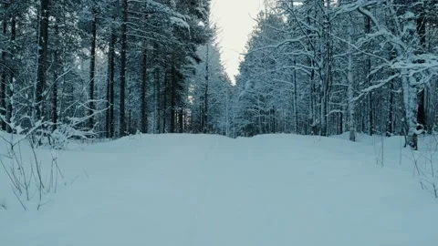 Snowy Trail Through The Forest Stockbeeldmateriaal 169792514